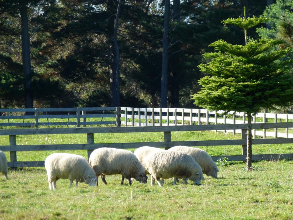 Hadleigh Boutique Lodge Tamahere Екстериор снимка